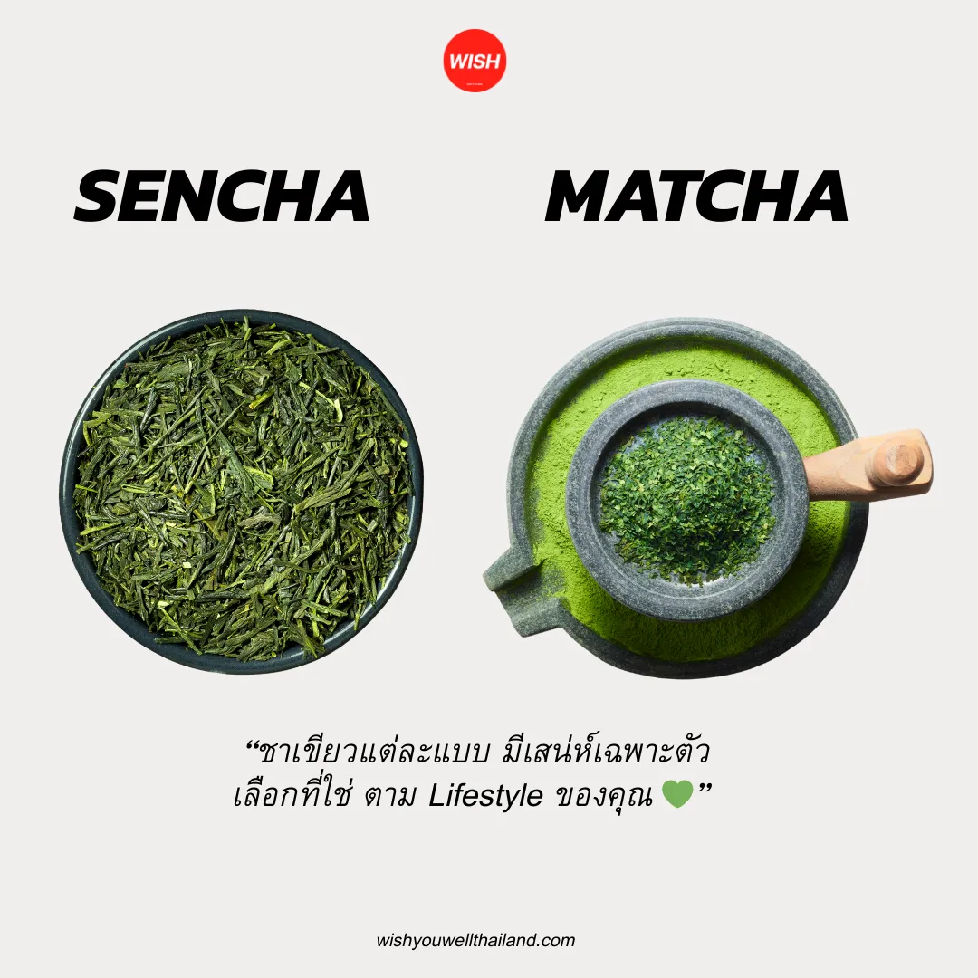 SENCHA VS MATCHA